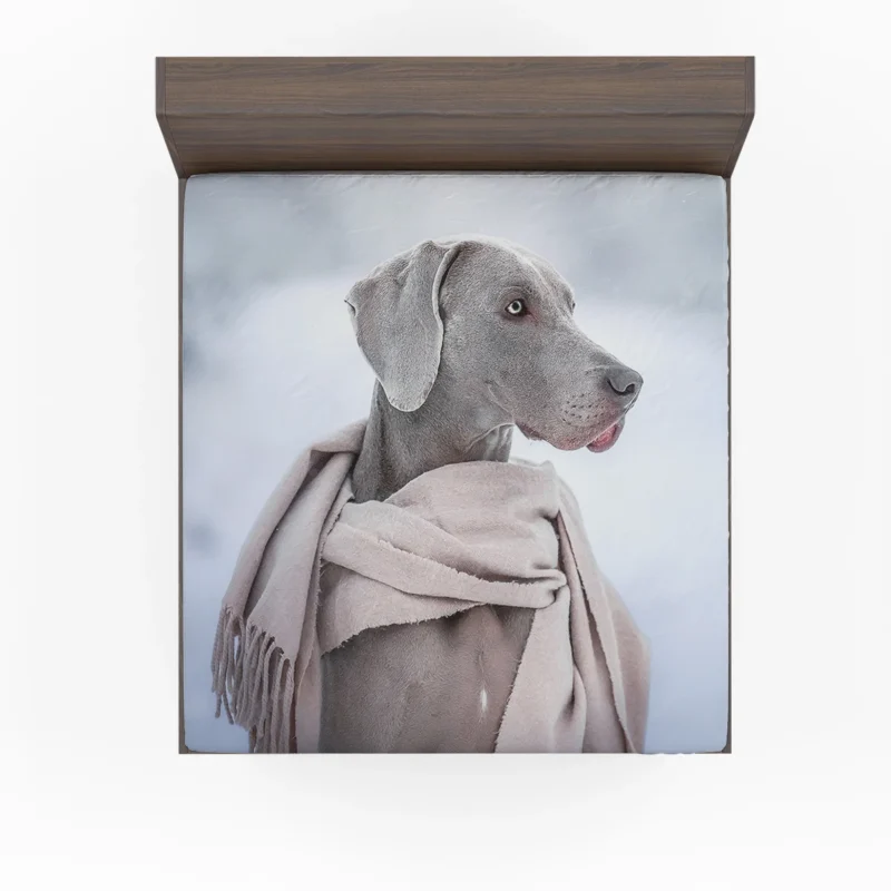 A Portrait of Elegance: Weimaraner Quartet Fitted Sheet