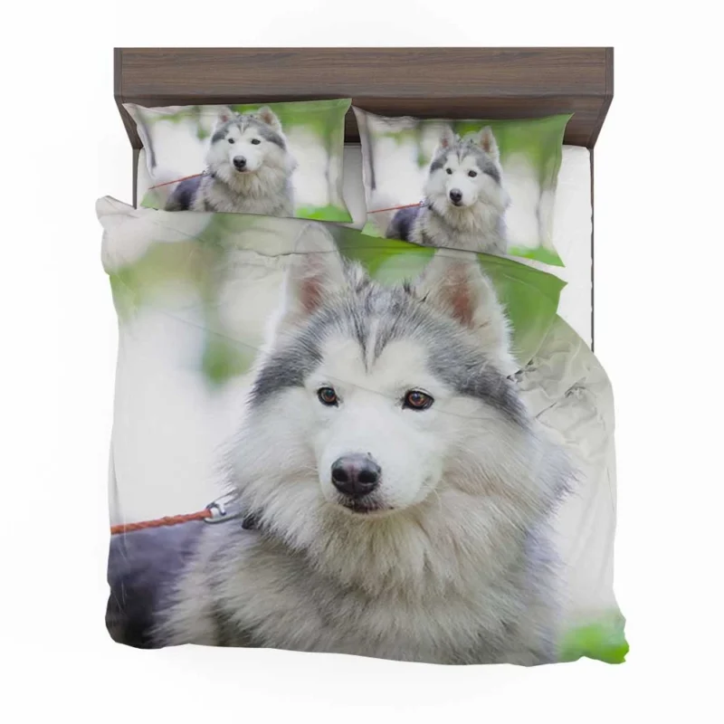 A Quadruple Canine Portrait: Husky Marvel Bedding Set 1