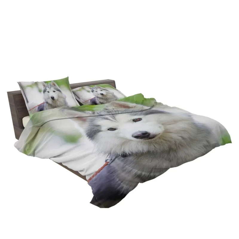 A Quadruple Canine Portrait: Husky Marvel Bedding Set 2