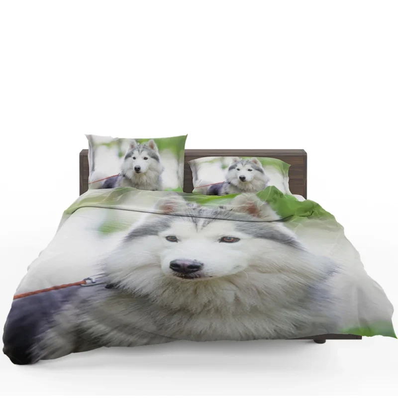 A Quadruple Canine Portrait: Husky Marvel Bedding Set