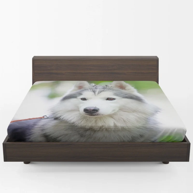 A Quadruple Canine Portrait: Husky Marvel Fitted Sheet 1