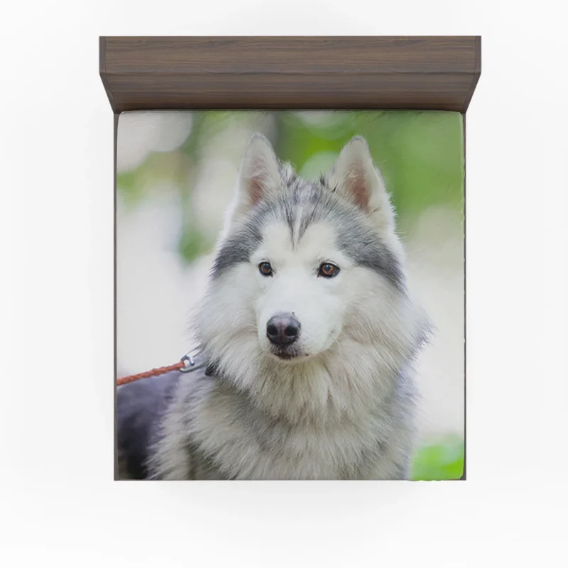 A Quadruple Canine Portrait: Husky Marvel Fitted Sheet