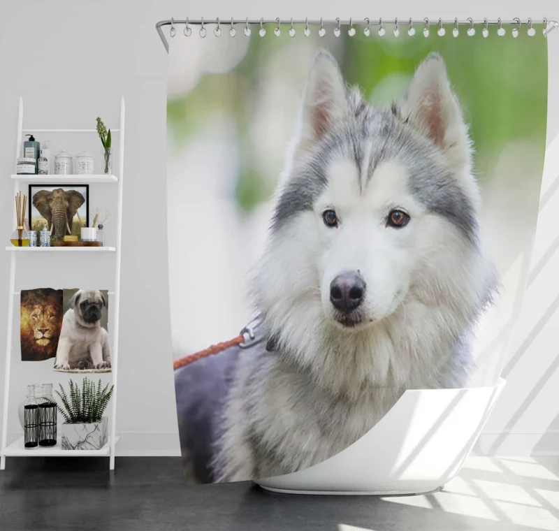 A Quadruple Canine Portrait: Husky Marvel Shower Curtain