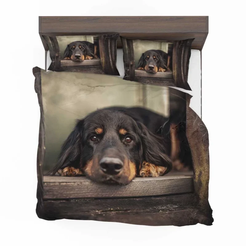 A Quadruple Gaze: Hovawart Canine Stares Bedding Set 1