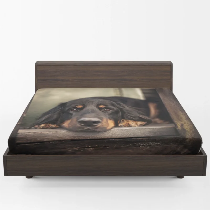 A Quadruple Gaze: Hovawart Canine Stares Fitted Sheet 1