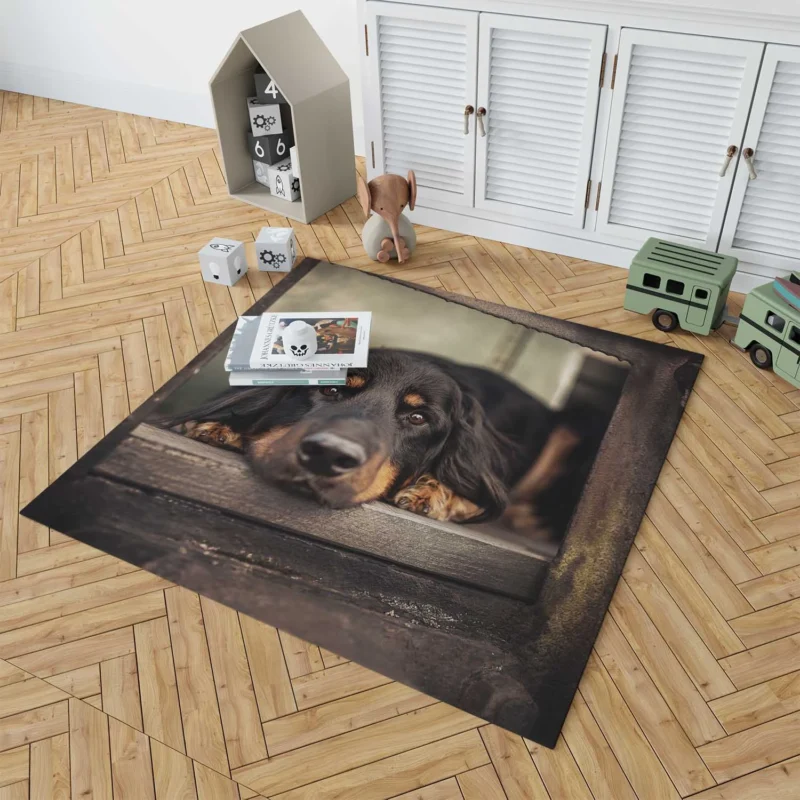 A Quadruple Gaze: Hovawart Canine Stares Floor Rug 1