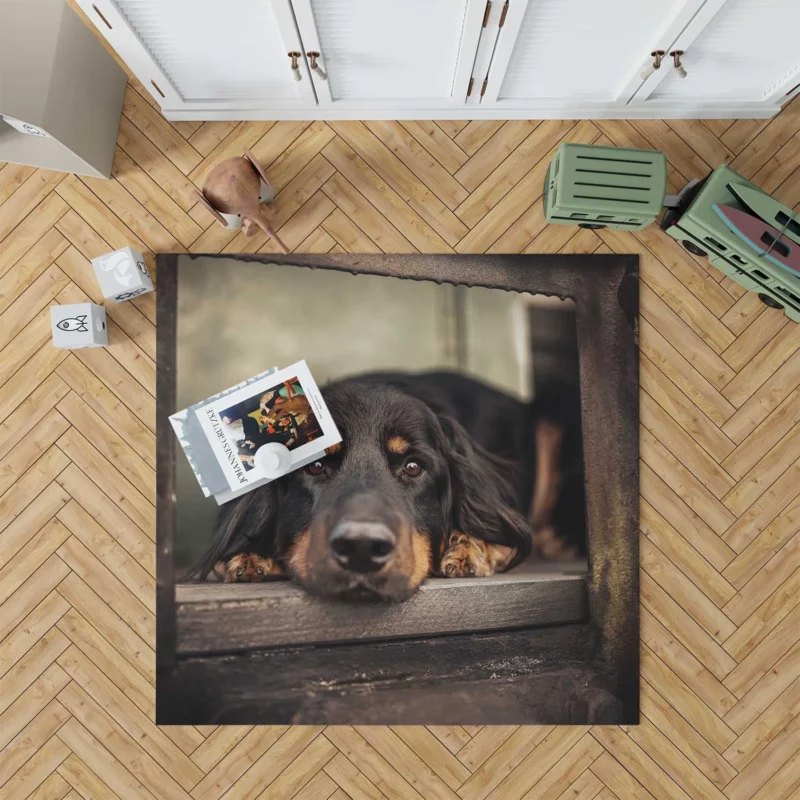 A Quadruple Gaze: Hovawart Canine Stares Floor Rug