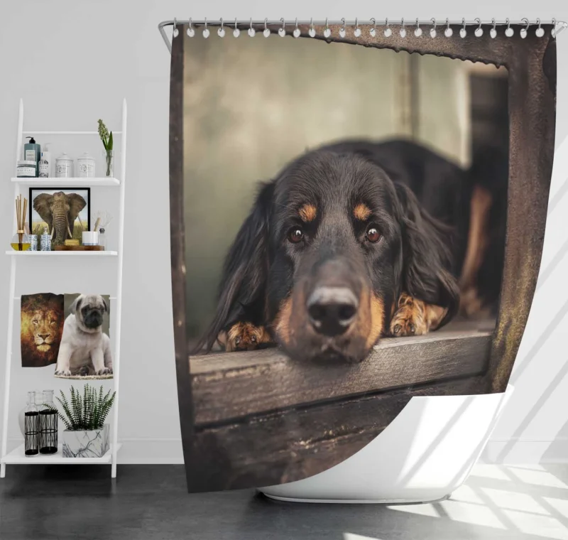 A Quadruple Gaze: Hovawart Canine Stares Shower Curtain