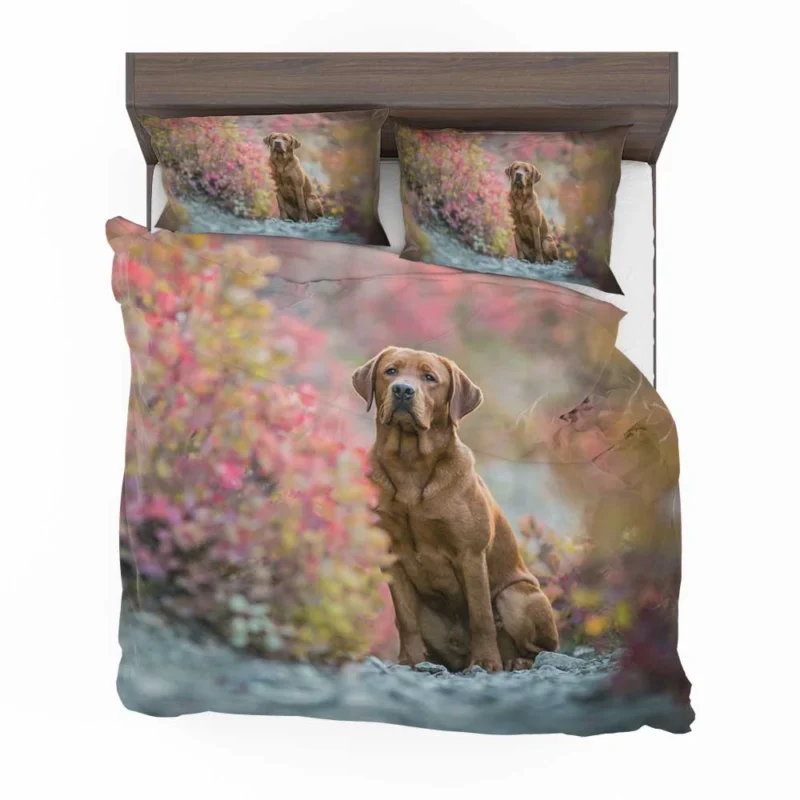 A Quartet of Beauty: Labrador Depth of Field Bedding Set 1