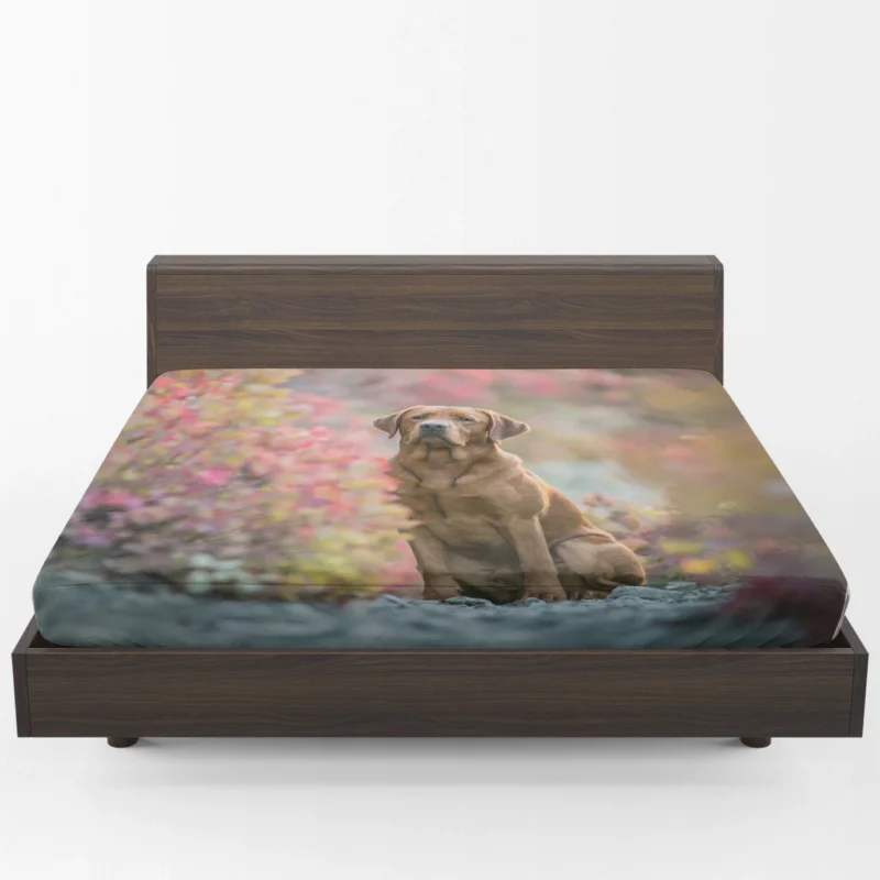 A Quartet of Beauty: Labrador Depth of Field Fitted Sheet 1