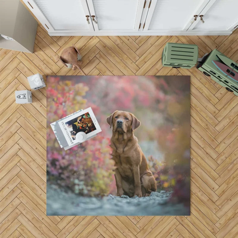 A Quartet of Beauty: Labrador Depth of Field Floor Rug