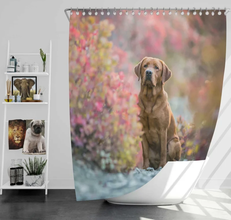 A Quartet of Beauty: Labrador Depth of Field Shower Curtain