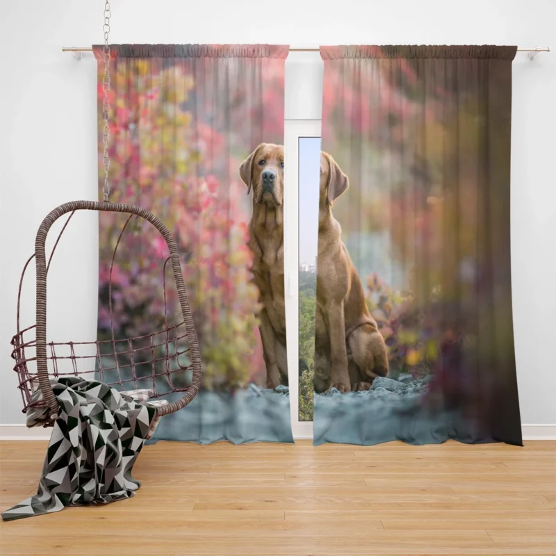 A Quartet of Beauty: Labrador Depth of Field Window Curtain