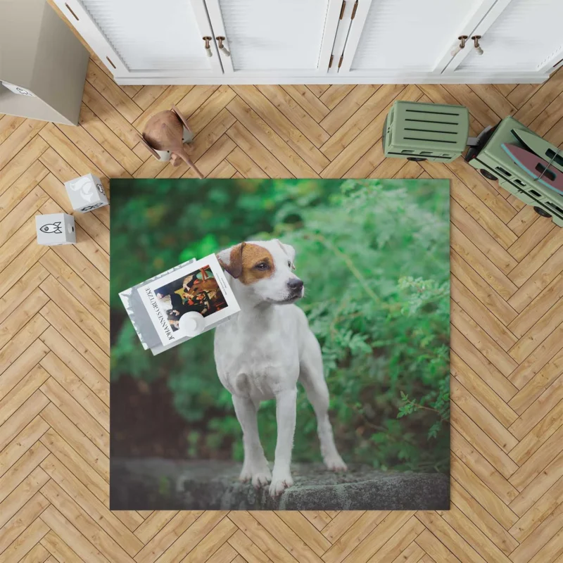 A Quartet of Canine Charm: Jack Russell Terriers Floor Rug