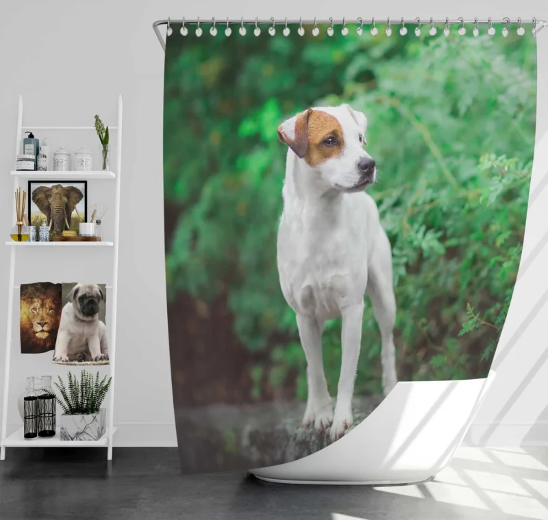 A Quartet of Canine Charm: Jack Russell Terriers Shower Curtain