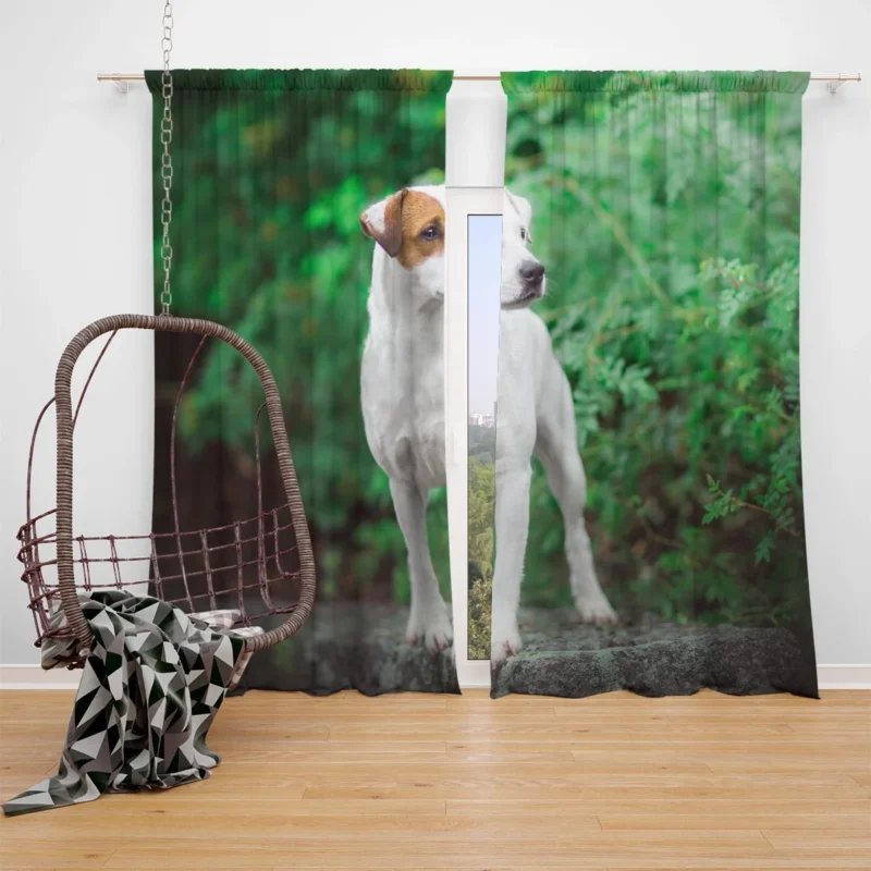 A Quartet of Canine Charm: Jack Russell Terriers Window Curtain