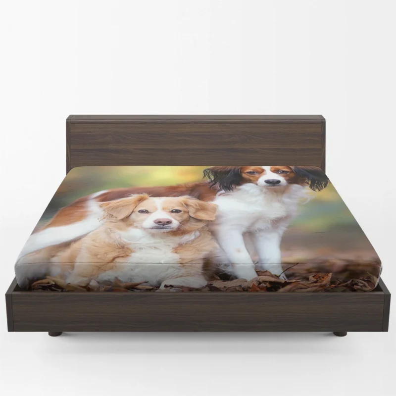 A Quartet of Dutch Beauties: Kooikerhondje Dogs Fitted Sheet 1