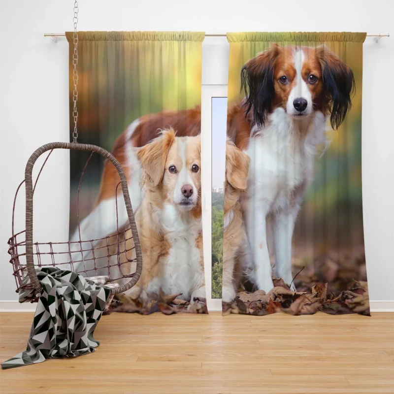 A Quartet of Dutch Beauties: Kooikerhondje Dogs Window Curtain