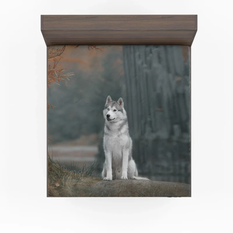 A Quartet of Elegance: Husky Depth of Field Fitted Sheet