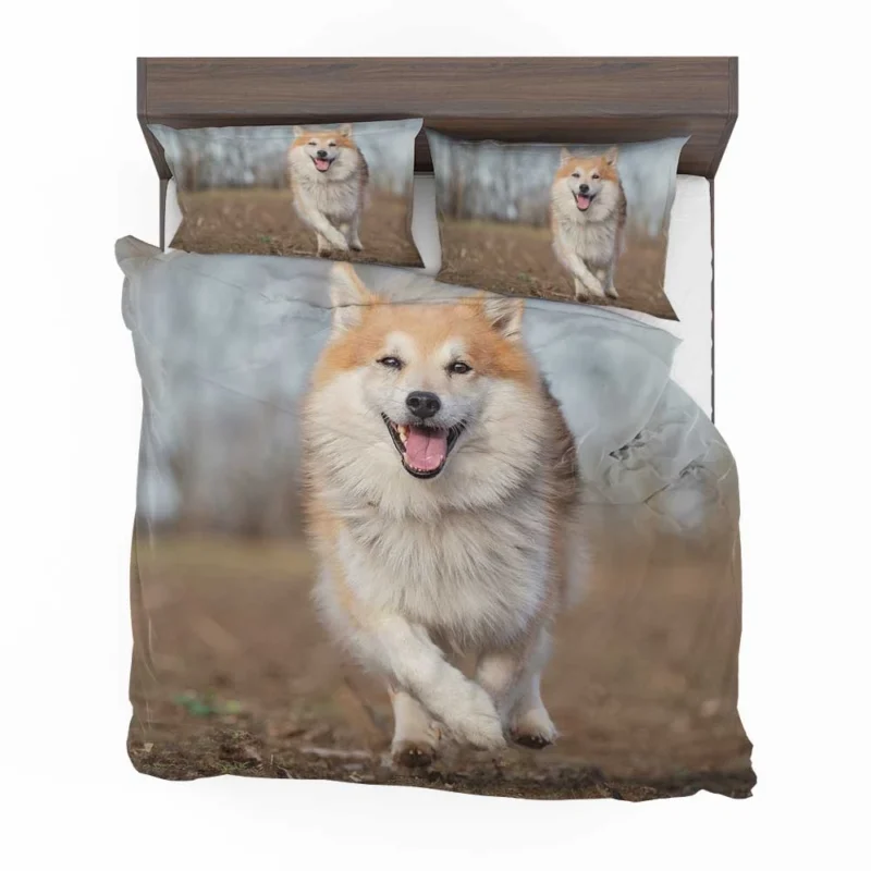 A Quartet of Icelandic Beauties: Icelandic Sheepdogs Bedding Set 1