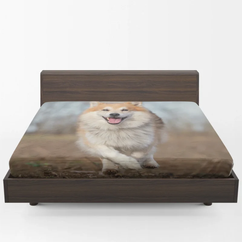 A Quartet of Icelandic Beauties: Icelandic Sheepdogs Fitted Sheet 1