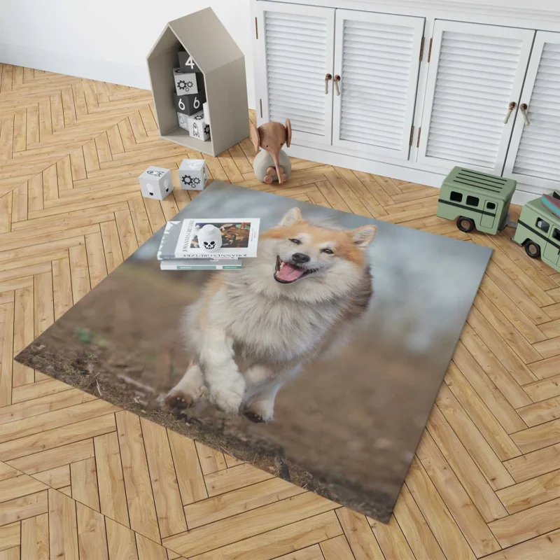 A Quartet of Icelandic Beauties: Icelandic Sheepdogs Floor Rug 1