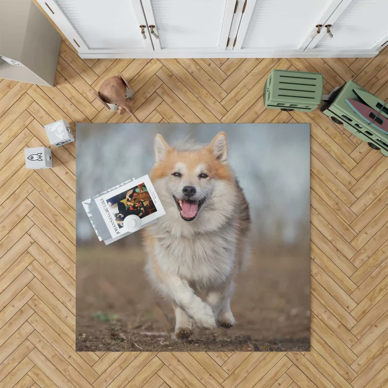 A Quartet of Icelandic Beauties: Icelandic Sheepdogs Floor Rug