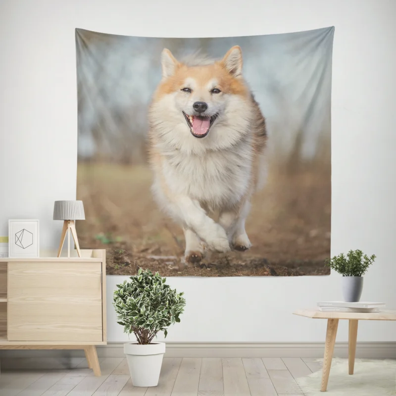 A Quartet of Icelandic Beauties  Icelandic Sheepdogs Wall Tapestry