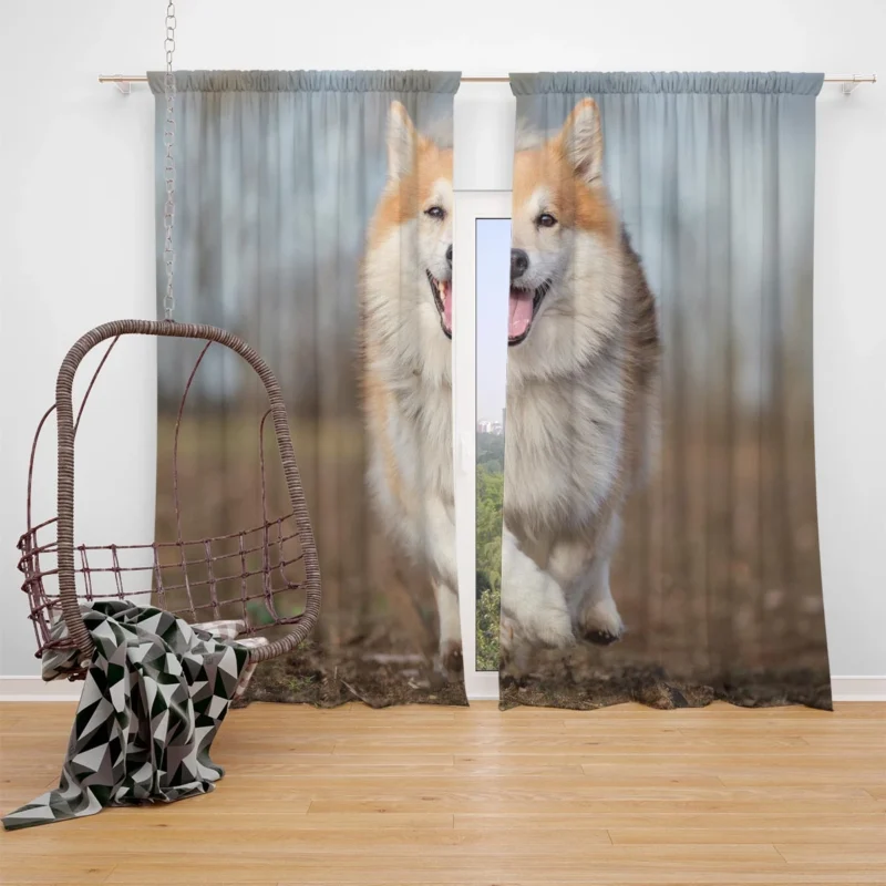 A Quartet of Icelandic Beauties: Icelandic Sheepdogs Window Curtain