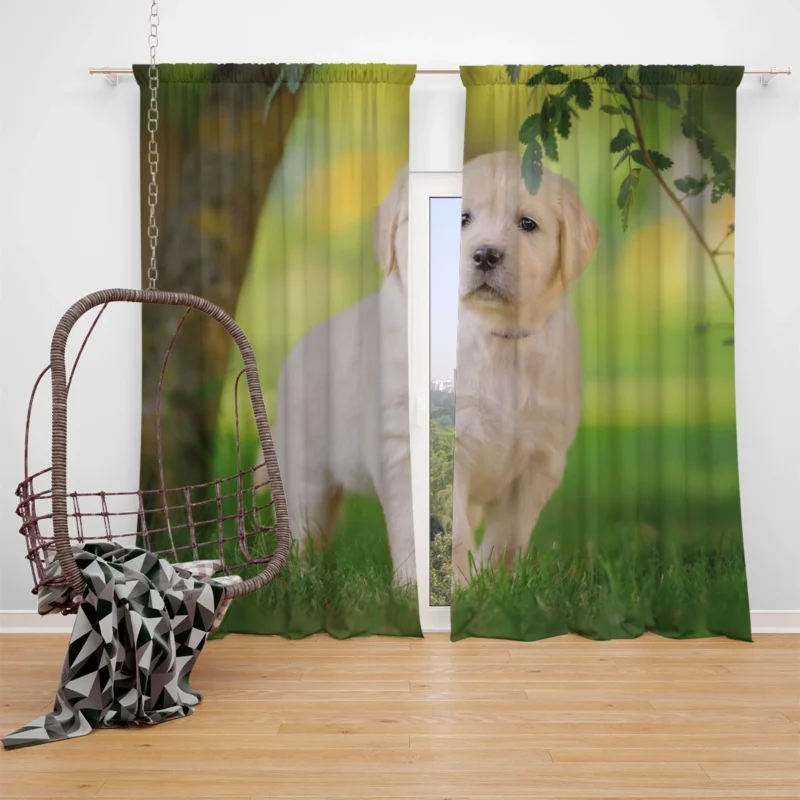 A Quartet of Playful Cuties: Labrador Puppies Window Curtain