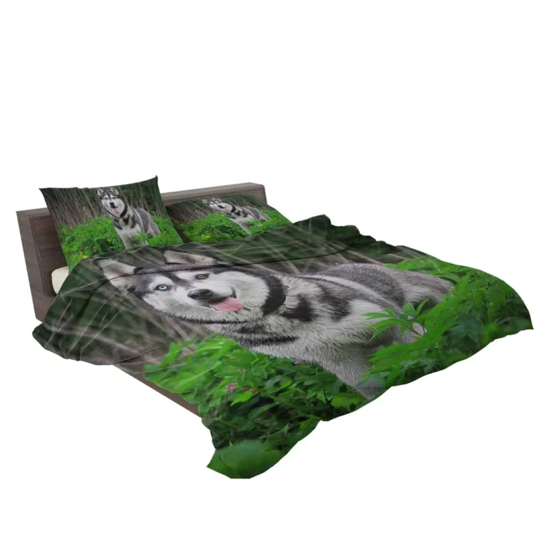 A Study in Elegance: Siberian Husky Quartet Bedding Set 2