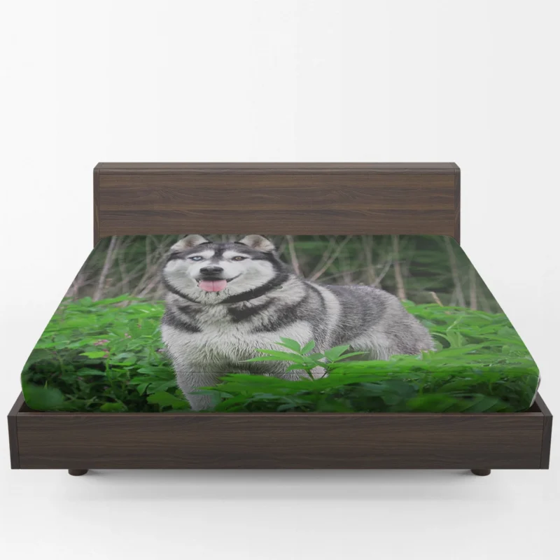 A Study in Elegance: Siberian Husky Quartet Fitted Sheet 1