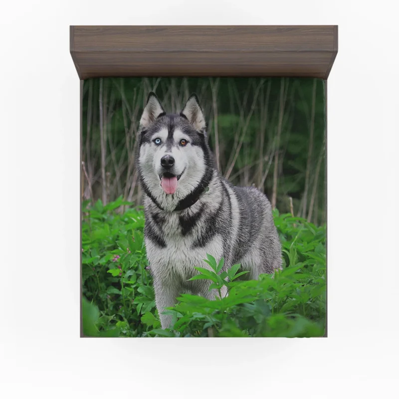 A Study in Elegance: Siberian Husky Quartet Fitted Sheet