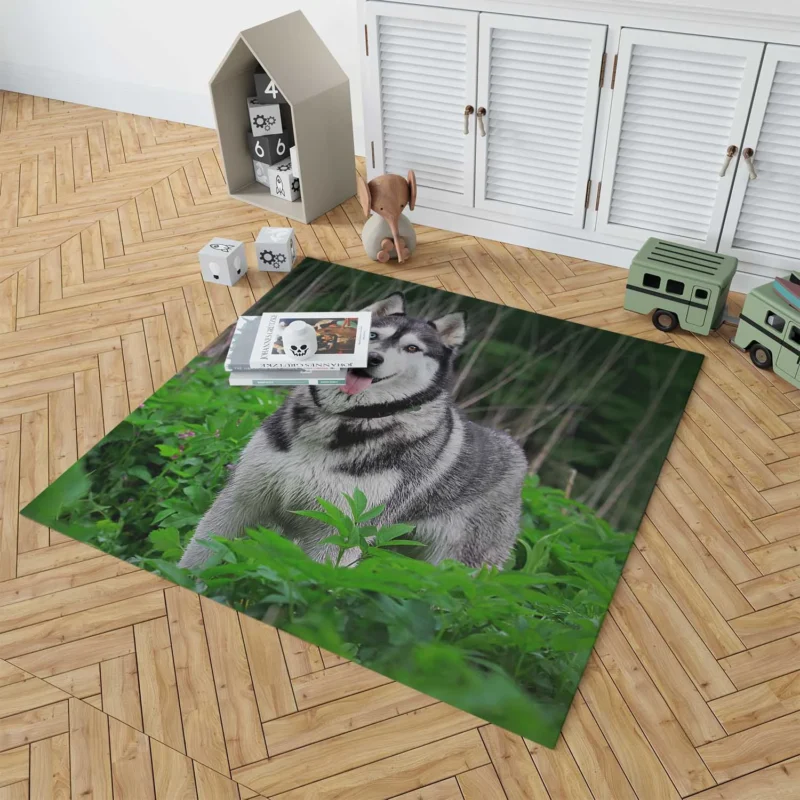 A Study in Elegance: Siberian Husky Quartet Floor Rug 1