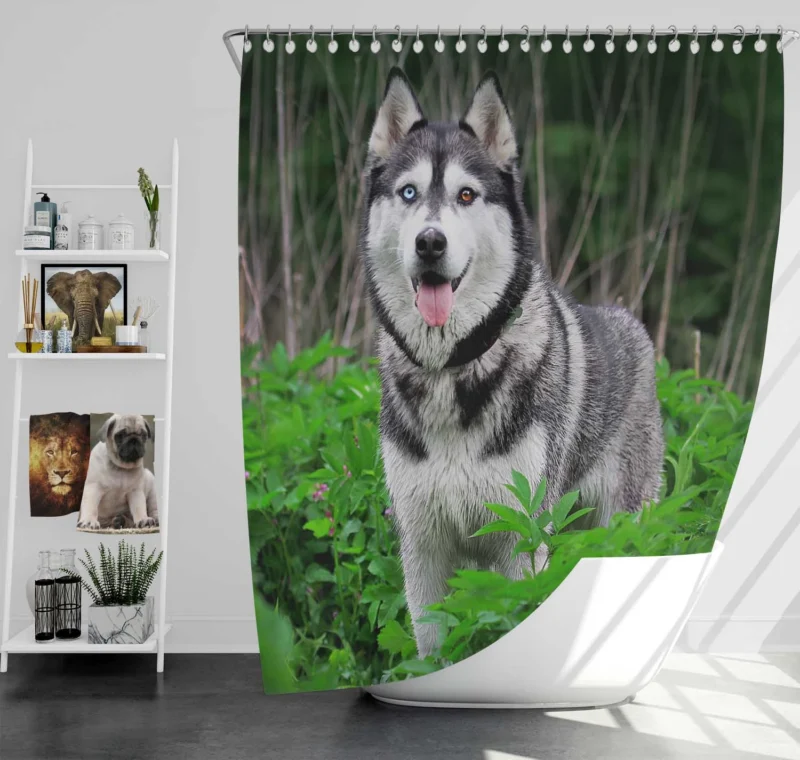 A Study in Elegance: Siberian Husky Quartet Shower Curtain