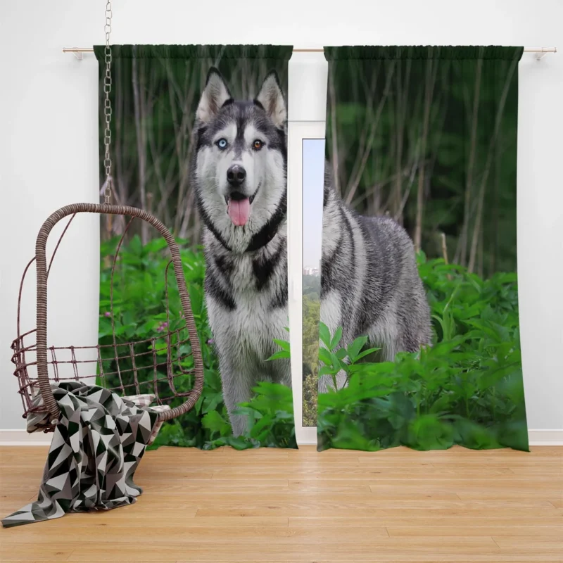 A Study in Elegance: Siberian Husky Quartet Window Curtain