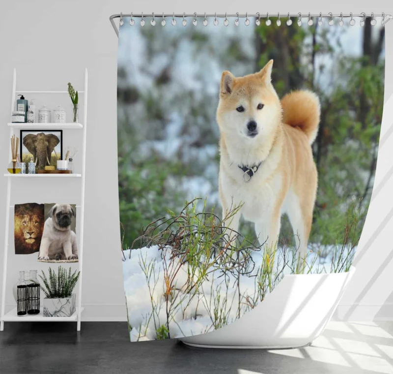 A Symphony of Akita Beauty: Quartet Harmony Shower Curtain