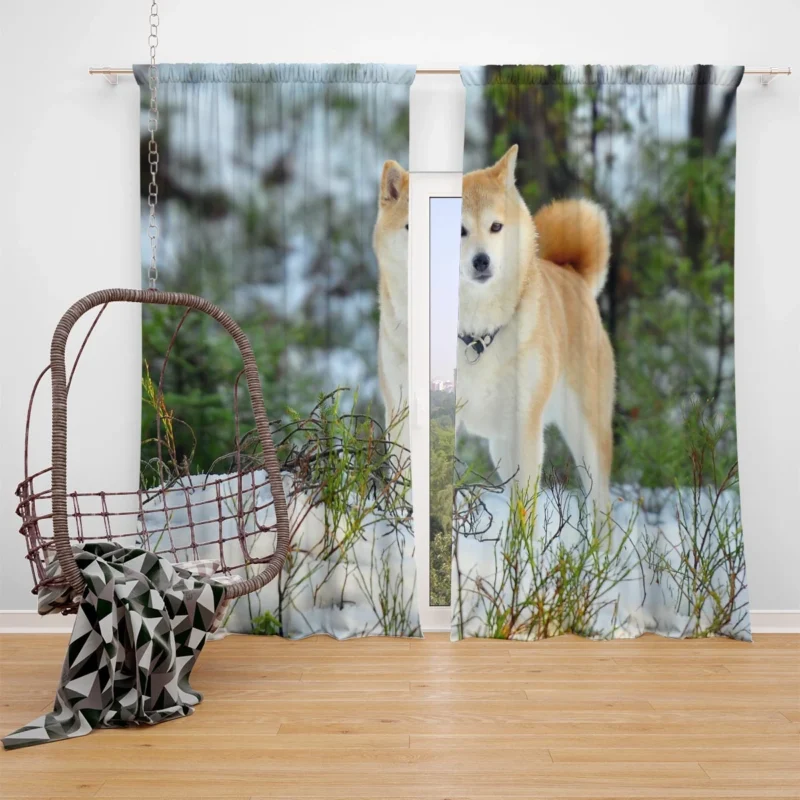 A Symphony of Akita Beauty: Quartet Harmony Window Curtain