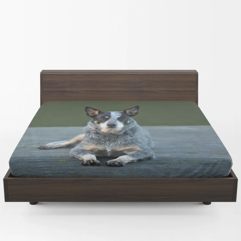 A Versatile Canine Companion: Australian Cattle Dog Fitted Sheet 1