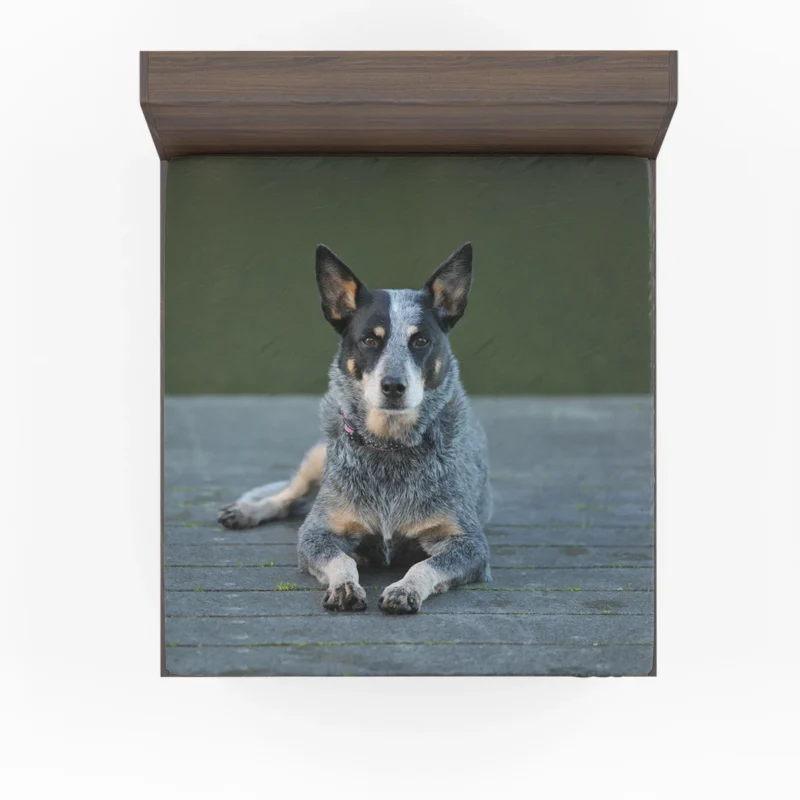A Versatile Canine Companion: Australian Cattle Dog Fitted Sheet