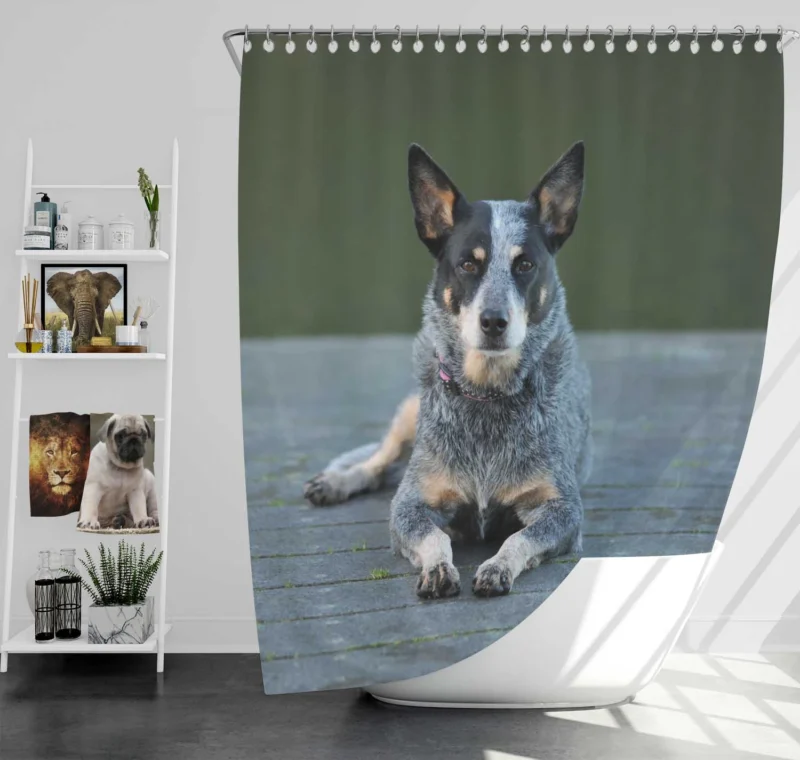 A Versatile Canine Companion: Australian Cattle Dog Shower Curtain