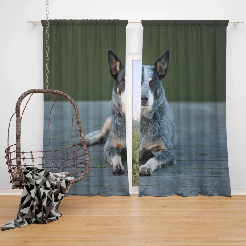 A Versatile Canine Companion: Australian Cattle Dog Window Curtain