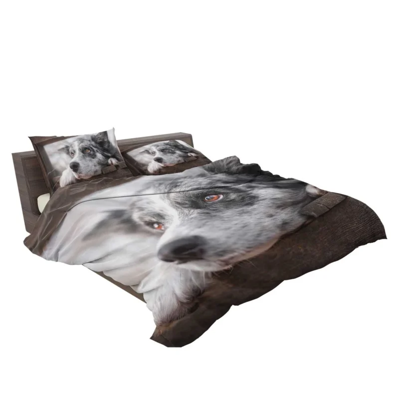 A Versatile Canine Companion: Australian Shepherd Bedding Set 2