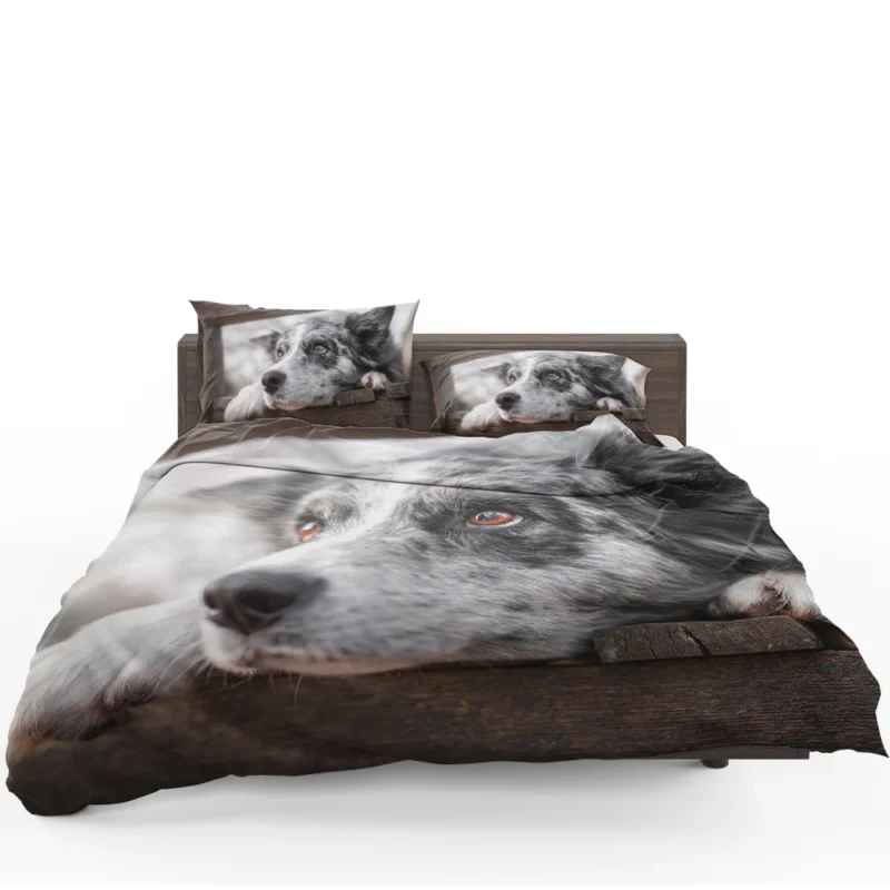 A Versatile Canine Companion: Australian Shepherd Bedding Set