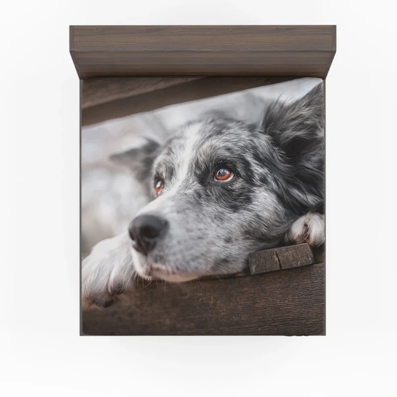A Versatile Canine Companion: Australian Shepherd Fitted Sheet