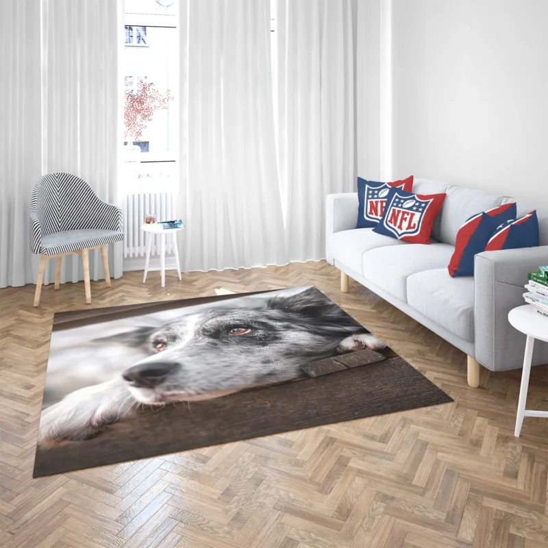 A Versatile Canine Companion: Australian Shepherd Floor Rug 2