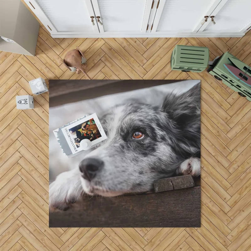 A Versatile Canine Companion: Australian Shepherd Floor Rug