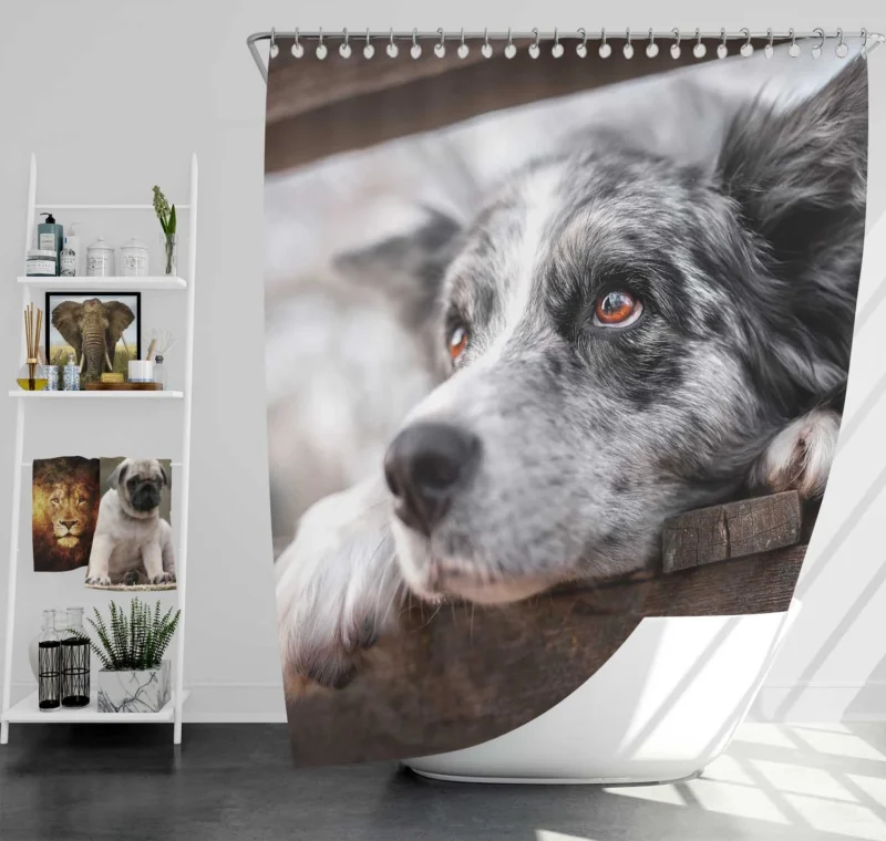 A Versatile Canine Companion: Australian Shepherd Shower Curtain