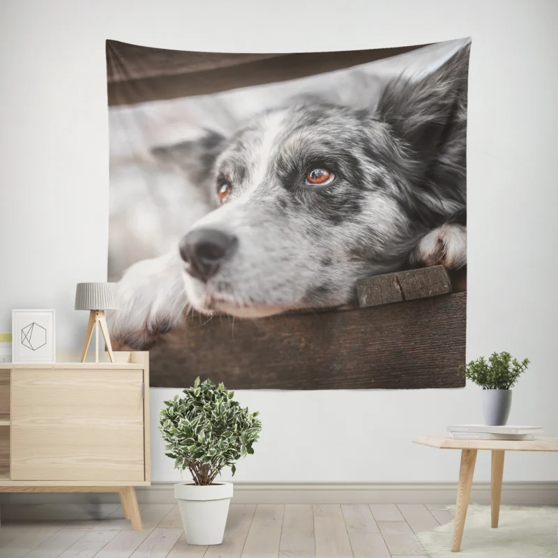 A Versatile Canine Companion  Australian Shepherd Wall Tapestry