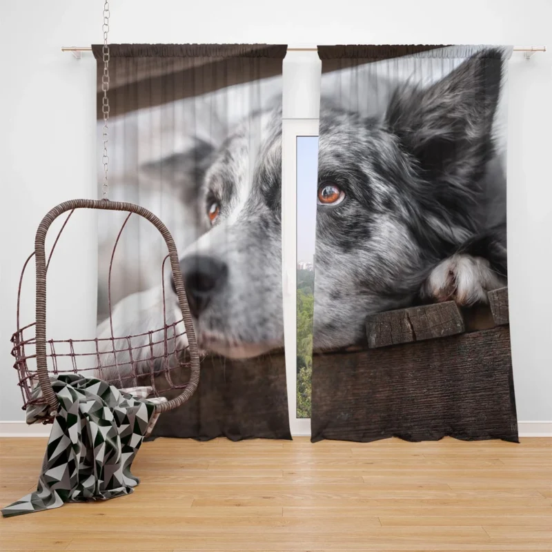 A Versatile Canine Companion: Australian Shepherd Window Curtain